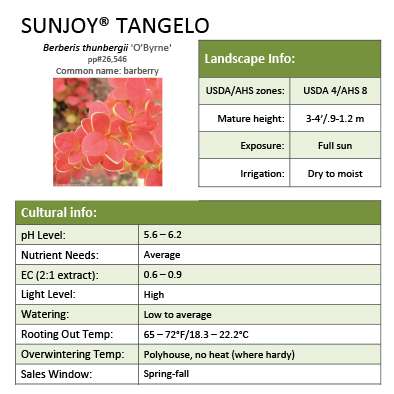 Preview of Sunjoy® Tangelo Berberis grower sheet PDF