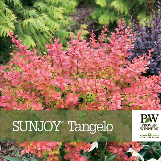 Preview of Sunjoy® Tangelo Berberis benchcard PDF