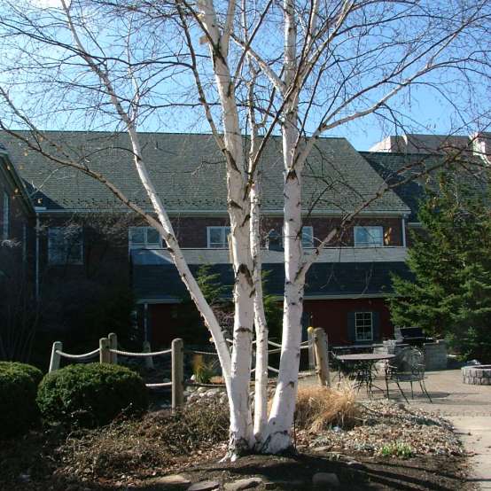 A muli-stemmed Avalanche birch planted in a landscape