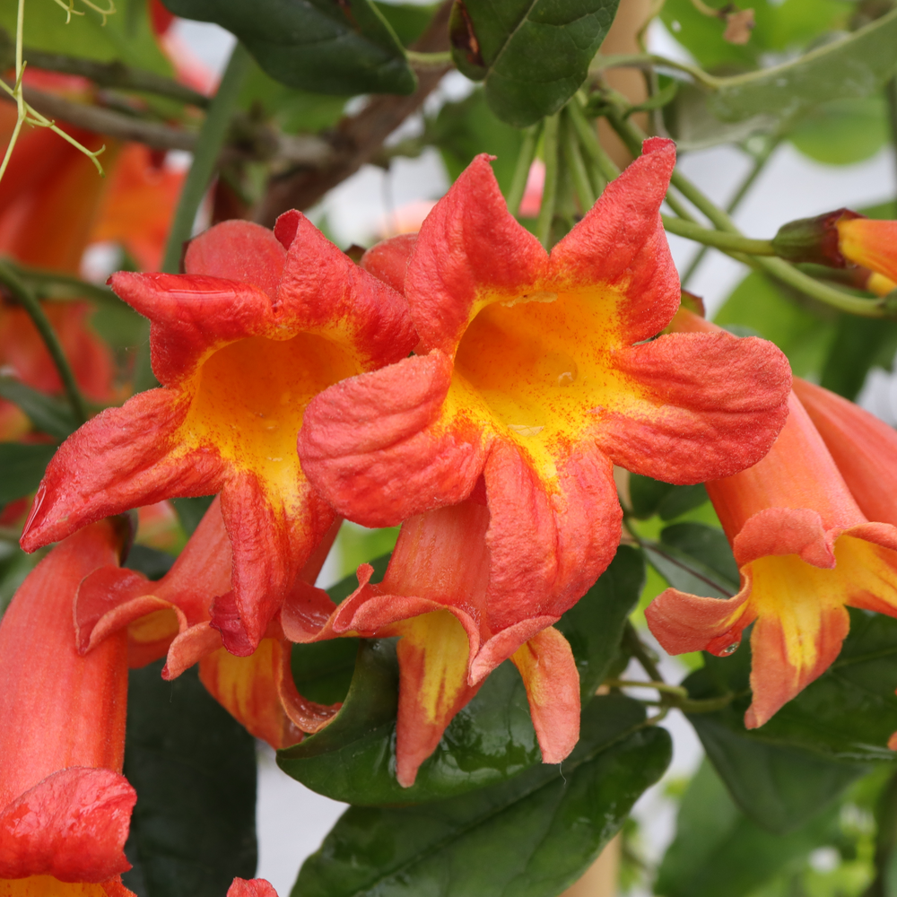 Close up of two bright orange trumpet shaped Dressed to Thrill Bignonia capreolata flowers with vivid yellow centers. 