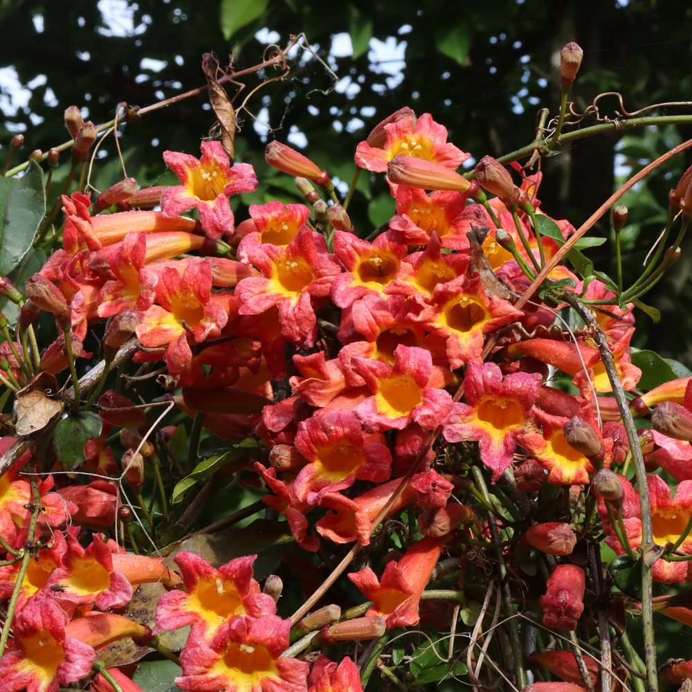 At the top of a Dressed to Thrill crossvine plant on a steel pillar, dozens of orange and yellow flowers bloom. 