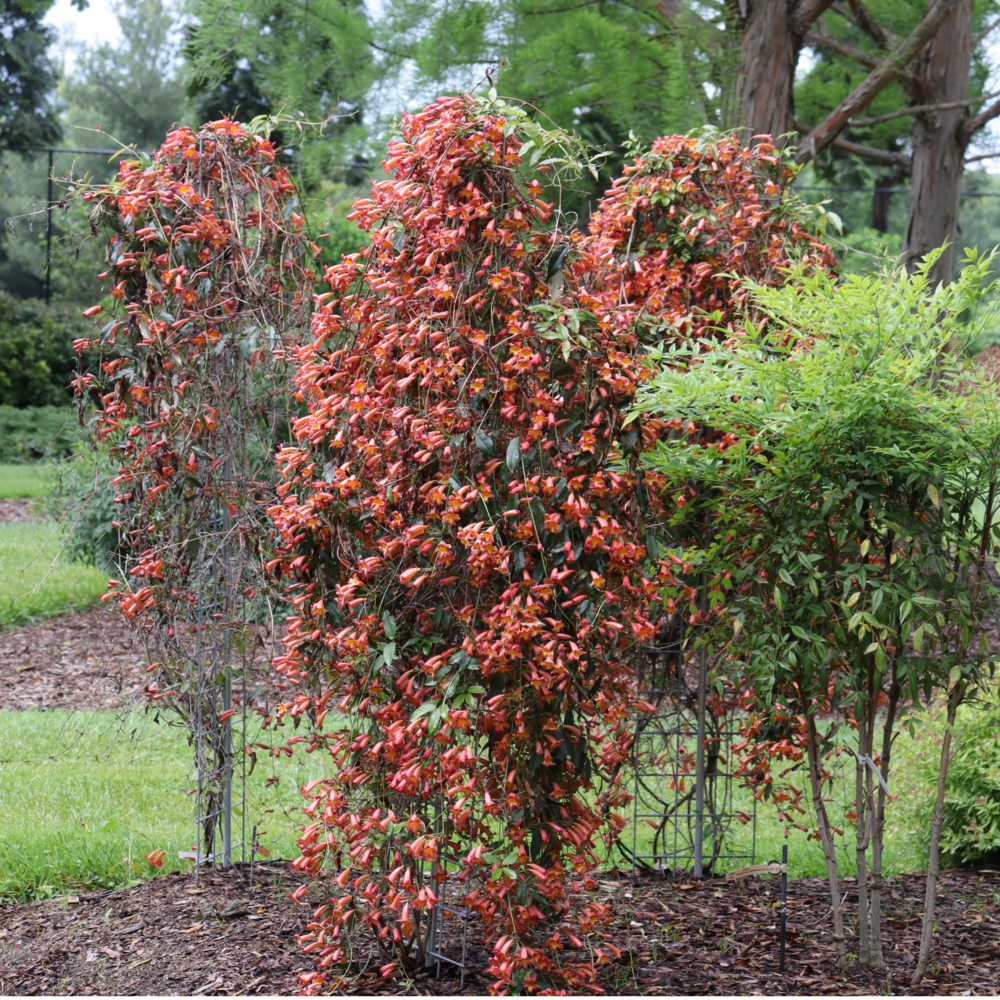 Three Dressed to Thrill crossvines, covered in orange flowers, bloom in a landscape