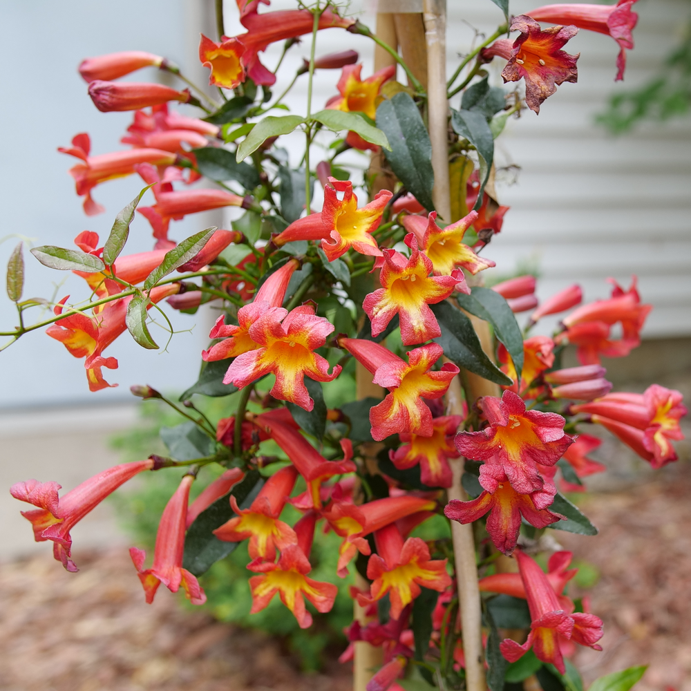 Several bright red-orange flowers with yellow centers on Dressed to Thrill crossvine with glossy green foliage. 