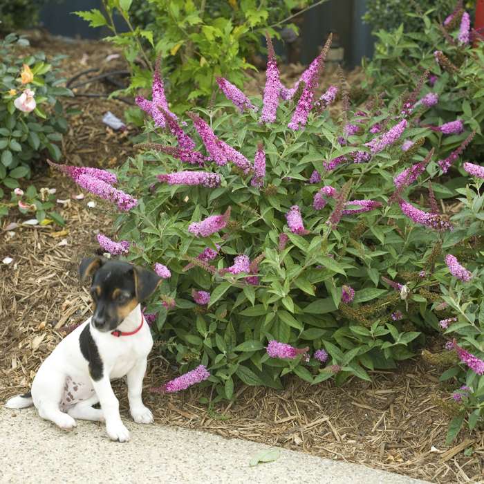 Preview of Lo & Behold® ‘Pink Micro Chip’ Buddleia; July 12, 2018 PDF