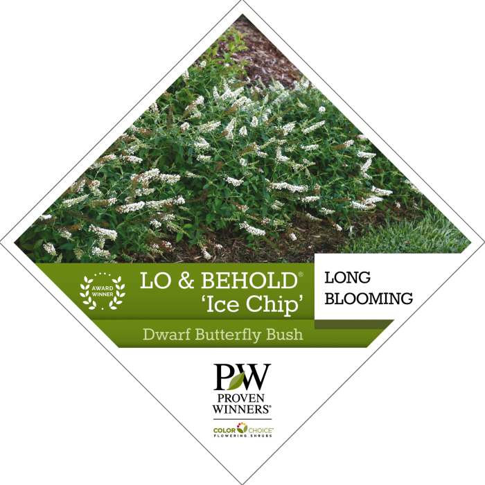 Preview of Lo & Behold® ‘Ice Chip’ Buddleia PDF