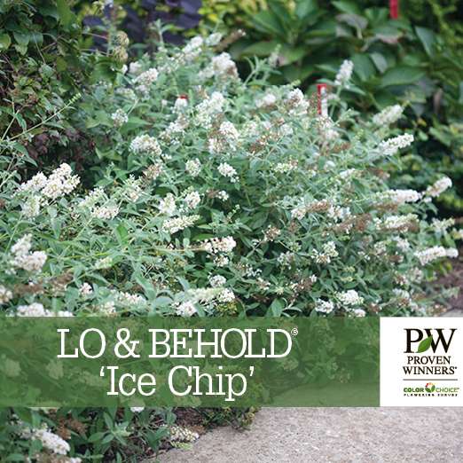 Preview of Lo & Behold® ‘Ice Chip’ Buddleia PDF