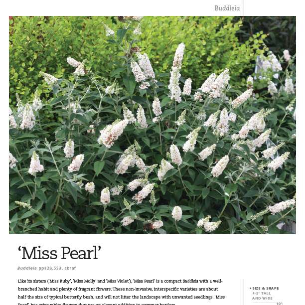 Preview of Buddleia ‘Miss Pearl’ spec sheet PDF