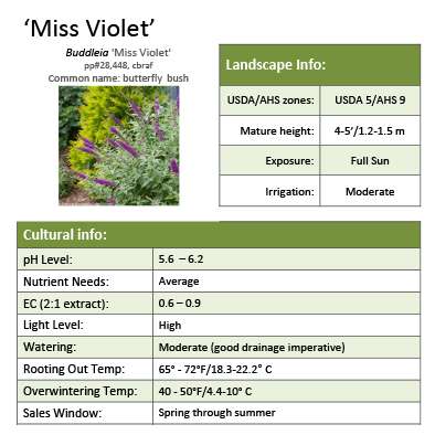 Preview of Buddleia ‘Miss Violet’ grower sheet PDF