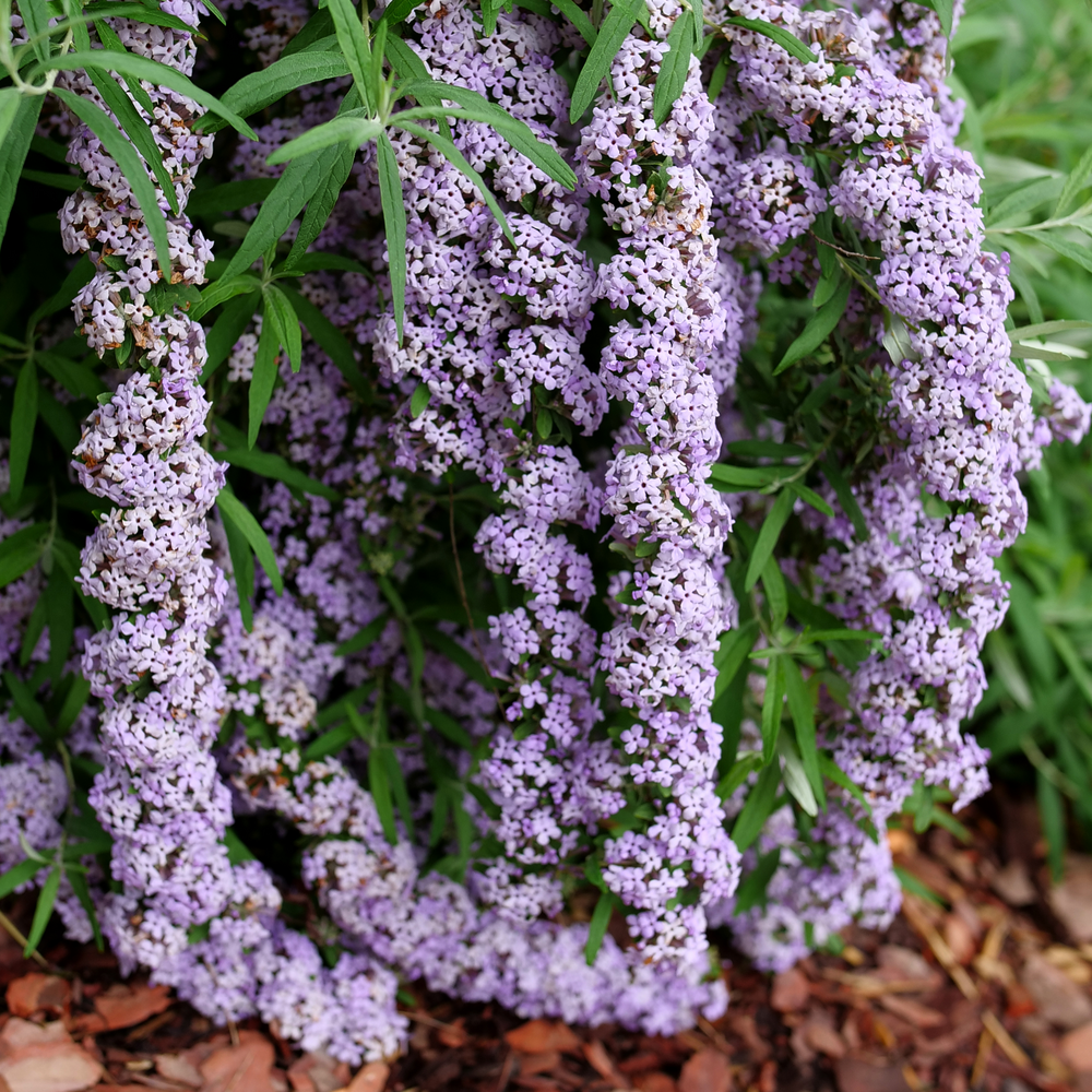 The long racemes of lavender flowers on Mop Top fountain butterfly bush.