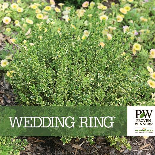 Preview of Wedding Ring® Buxus PDF