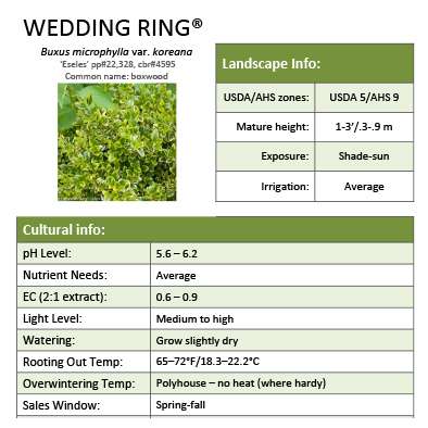 Preview of Wedding Ring® Buxus PDF