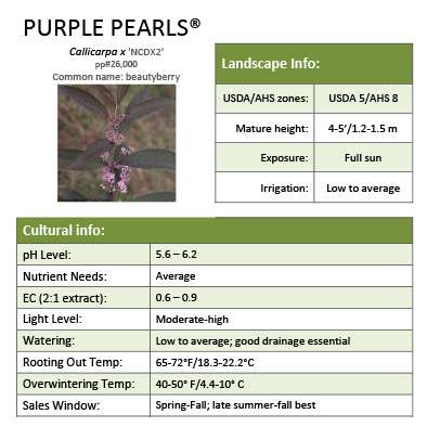 Preview of Purple Pearls® Callicarpa PDF