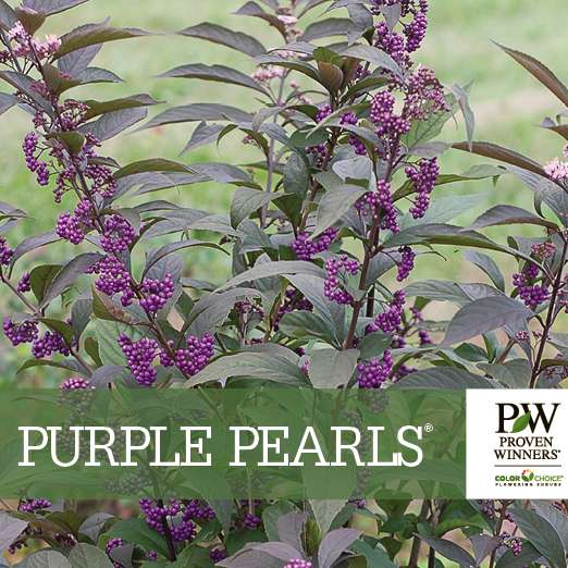 Preview of Purple Pearls® Callicarpa PDF