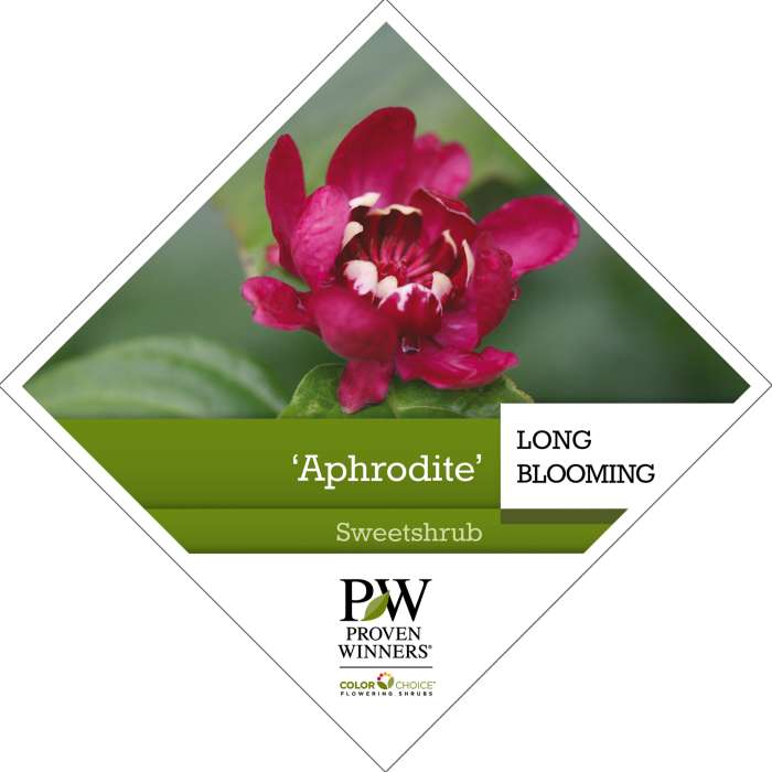 Preview of Calycanthus ‘Aphrodite’ PDF