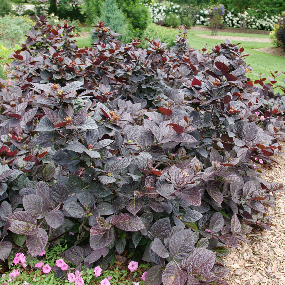 A large planting of Red Zeppelin sweetshrub in a landscape showing its deep burgundy foliage; a patch of pink petunias blooms in front of it. 