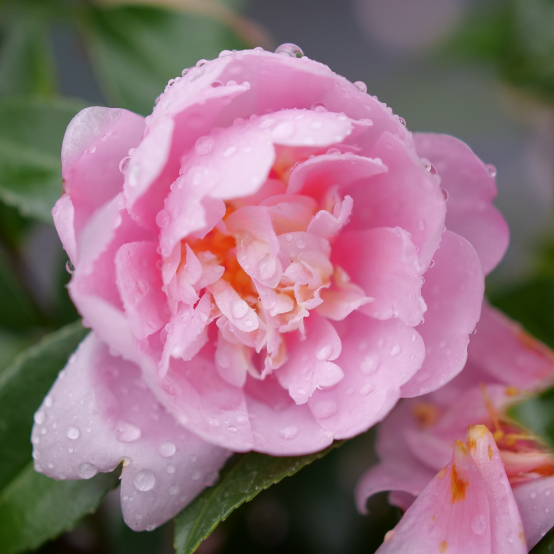 Close up of a Just Chill Double Pink camellia flower with beaded water droplets on the flower. 