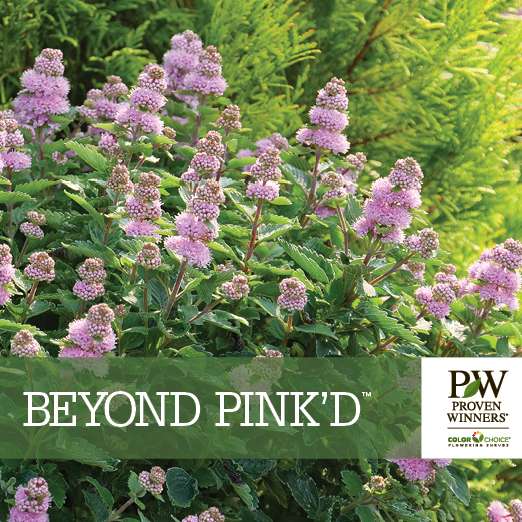 Preview of Beyond Pink’d™ Caryopteris Benchcard PDF