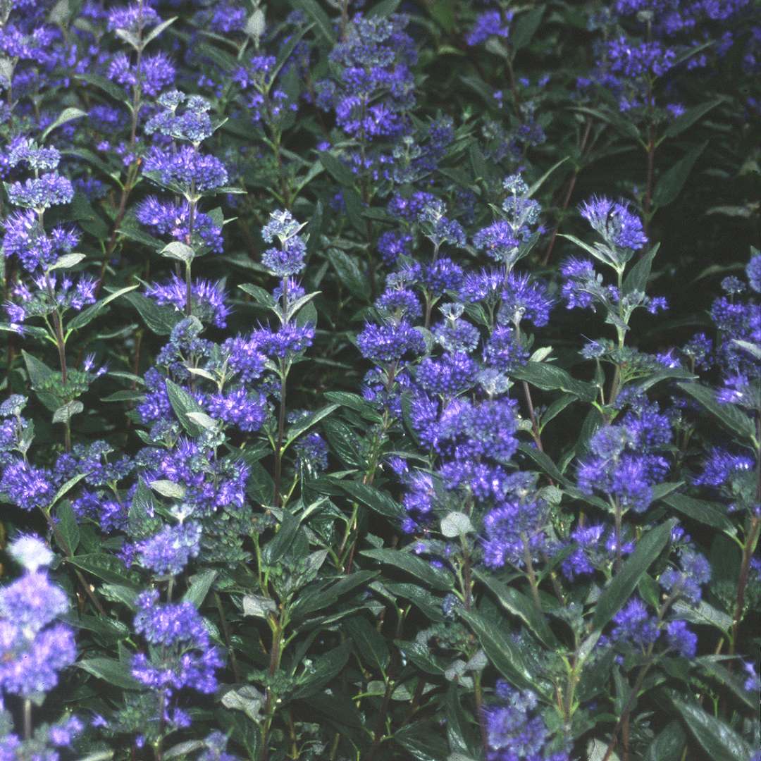 Close up of dark green foliage and deep blue flowers on Caryopteris Dark Knight