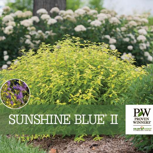 Preview of Sunshine Blue® II Caryopteris benchcard PDF