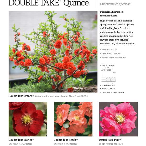 Preview of Double Take™ Chaenomeles spec sheet PDF