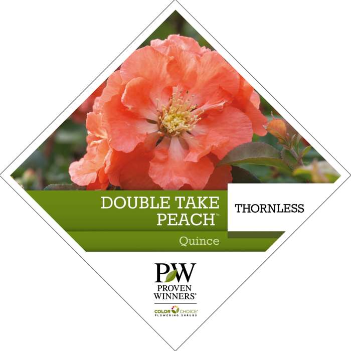 Preview of Double Take Peach™ Chaenomeles tag PDF