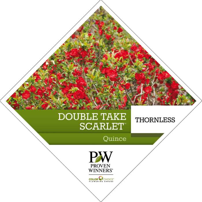 Preview of Double Take Scarlet™ Chaenomeles PDF