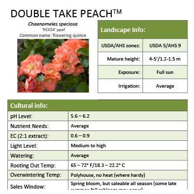 Preview of Double Take Peach™ Chaenomeles grower sheet PDF