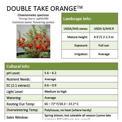 Preview of Double Take Orange™ Chaenomeles grower sheet PDF