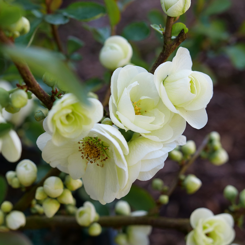 Close up of white blooms and buds on Double Take Eternal White Chaenomeles