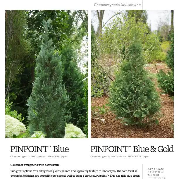 Preview of Pinpoint® Chamaecyparis Spec Sheet PDF