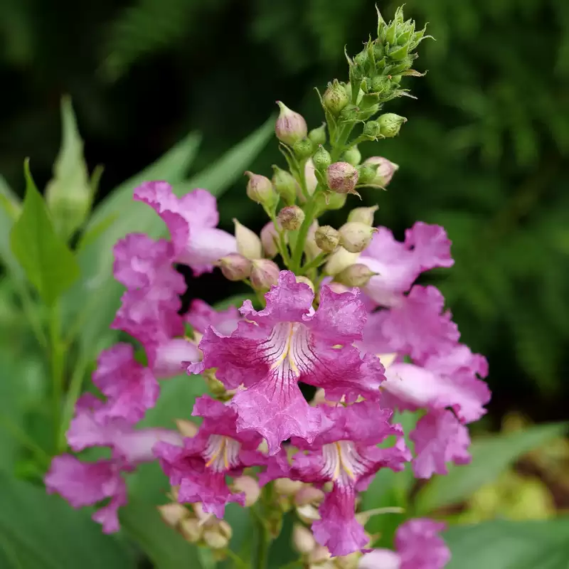 A close up of multiple flowers on El Niño Chitalpa.