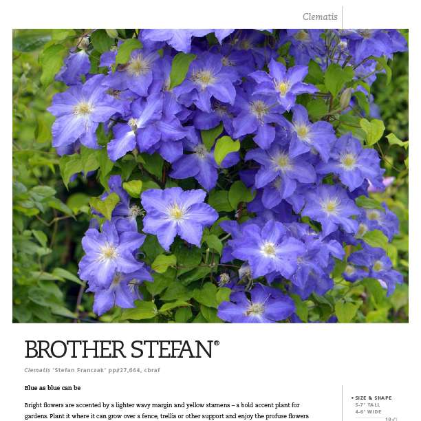 Preview of Brother Stefan® Clematis PDF