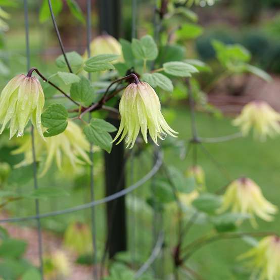 Close up of yellow bell-shaped Funyella Clematis flowers