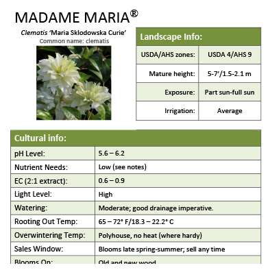 Preview of Madame Maria® Clematis PDF