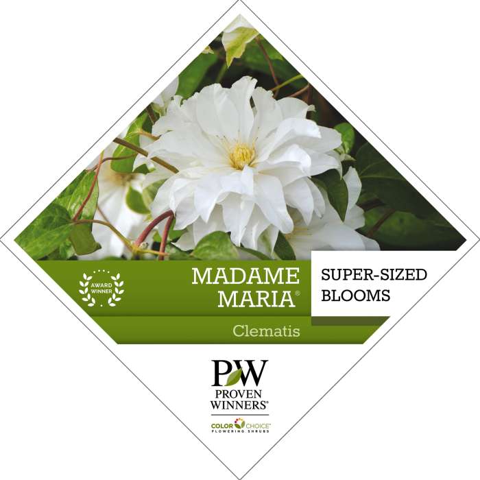 Preview of Madame Maria® Clematis PDF