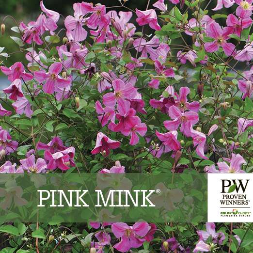 Preview of Pink Mink® Clematis benchcard PDF