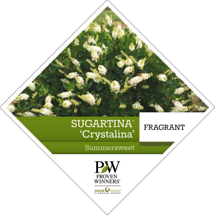 Preview of Sugartina® ‘Crystalina’ Clethra PDF