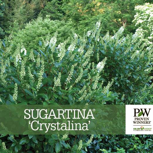 Preview of Sugartina® ‘Crystalina’ Clethra benchcard PDF