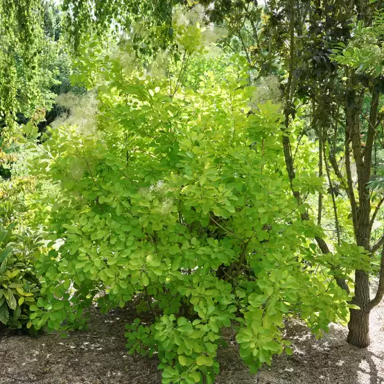 Winecraft Gold smokebush in a landscape