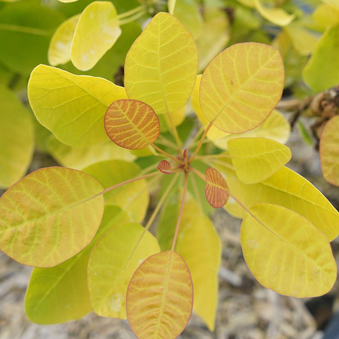 Close up of the orange and yellow new growth on Winecraft Gold smokebush