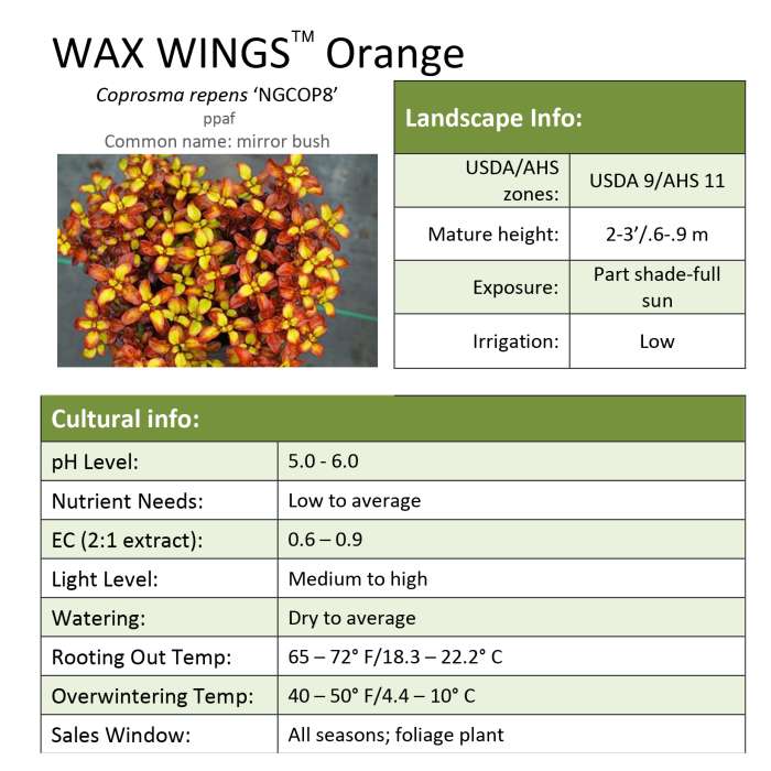 Preview of Wax Wings™ Orange Coprosma Grower Sheet PDF