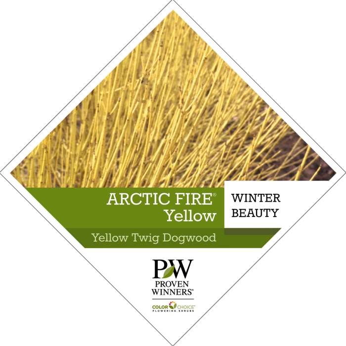 Preview of Arctic Fire® Yellow Cornus tag PDF