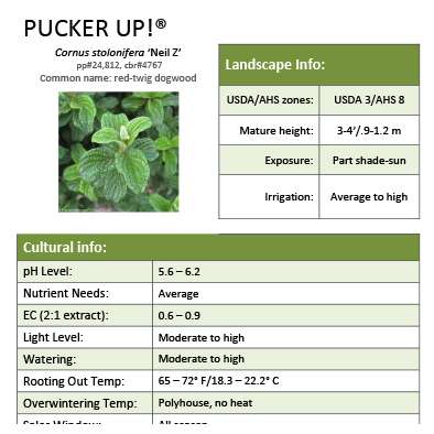 Preview of Pucker Up!® Cornus PDF