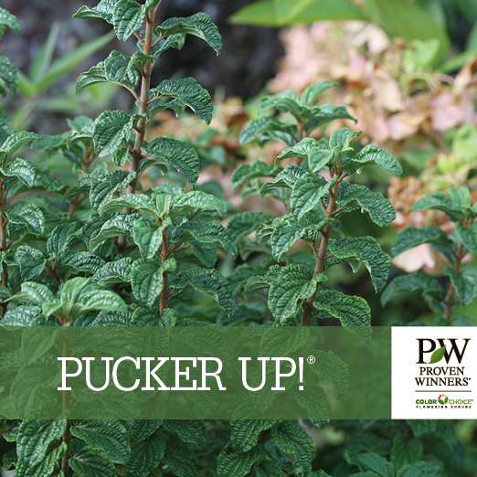 Preview of Pucker Up!® Cornus PDF