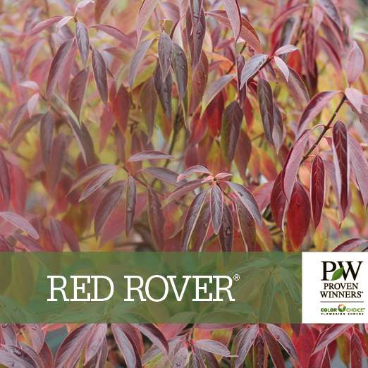 Preview of Red Rover® Cornus PDF