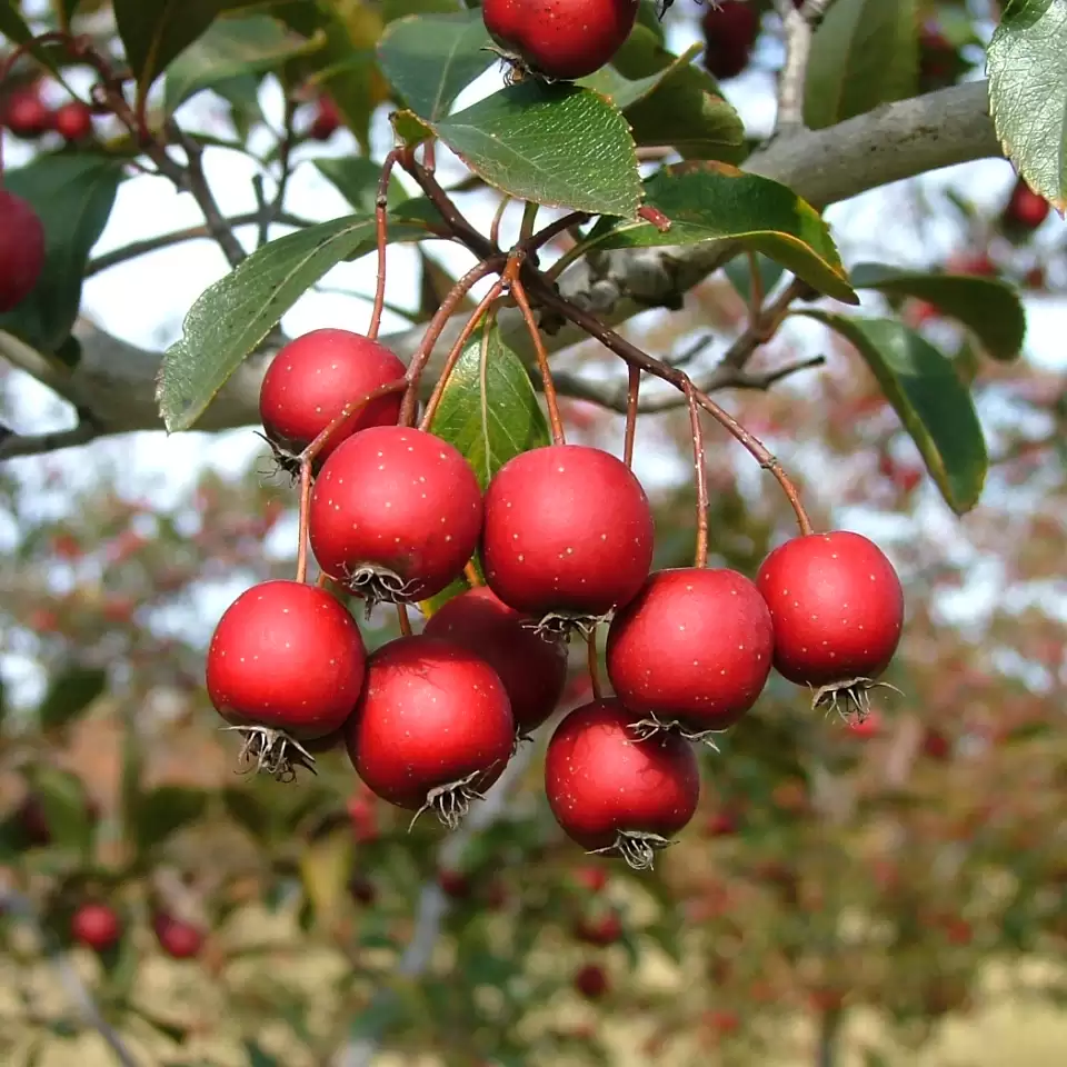 close up of Crusader hawthorn's ornamental red berries