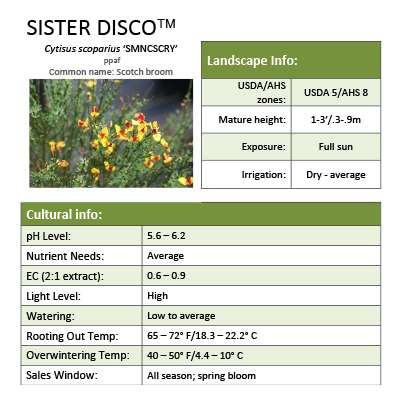 Preview of Sister Disco® Cytisus  PDF