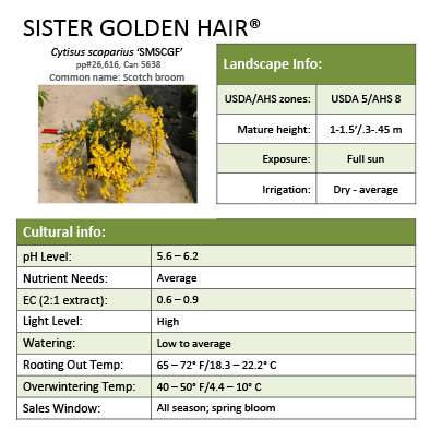 Preview of Sister Golden Hair® Cytisus PDF