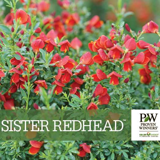 Preview of Sister Redhead™ Cytisus  PDF