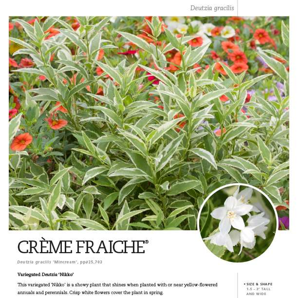 Preview of Crème Fraiche® Deutzia PDF